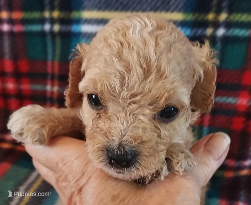 Rudy – Cavapoo puppy for sale in Purdy, MO