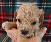 Rudy, a male Cavapoo for sale in Purdy, MO – 1 of 6
