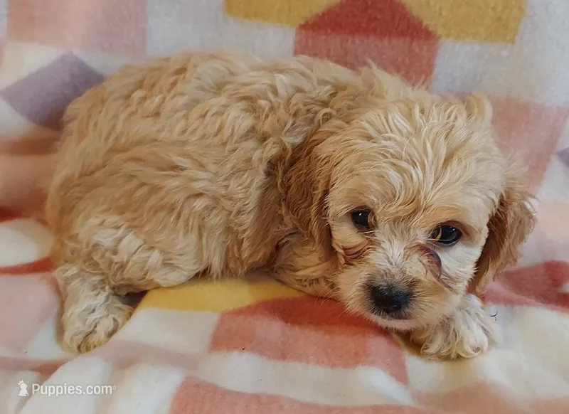 Lou – Cavapoo puppy for sale in Purdy, MO