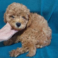 Shadow, a male Cavapoo for sale in Purdy, MO – 3 of 3