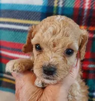 Rudy, a male Cavapoo for sale in Purdy, MO – 5 of 6