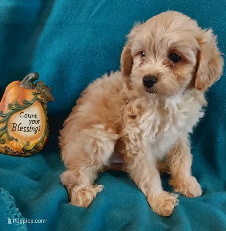 Ruben – Cavapoo puppy for sale in Purdy, MO