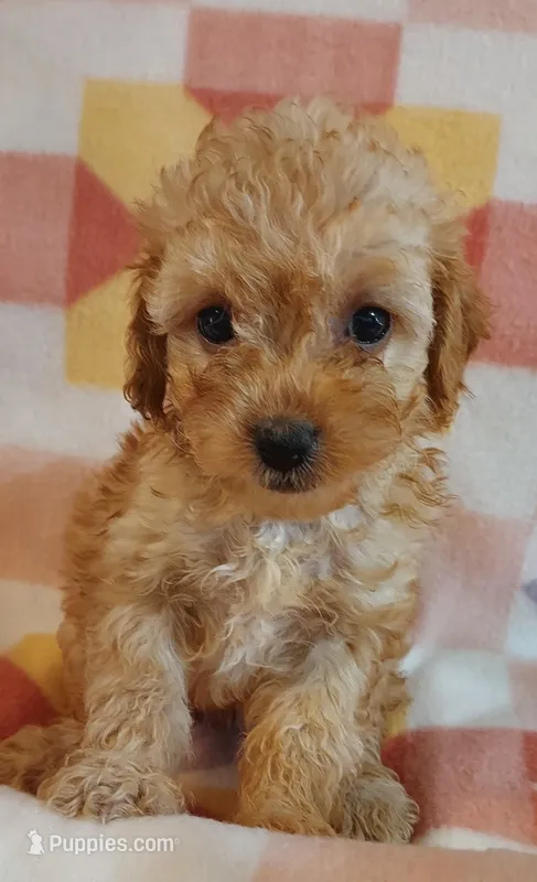 Lucille – Cavapoo puppy for sale in Purdy, MO