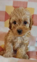 Lucille, a female Cavapoo for sale in Purdy, MO – 3 of 4