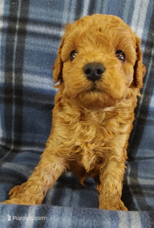 Shadow – Cavapoo puppy for sale in Purdy, MO