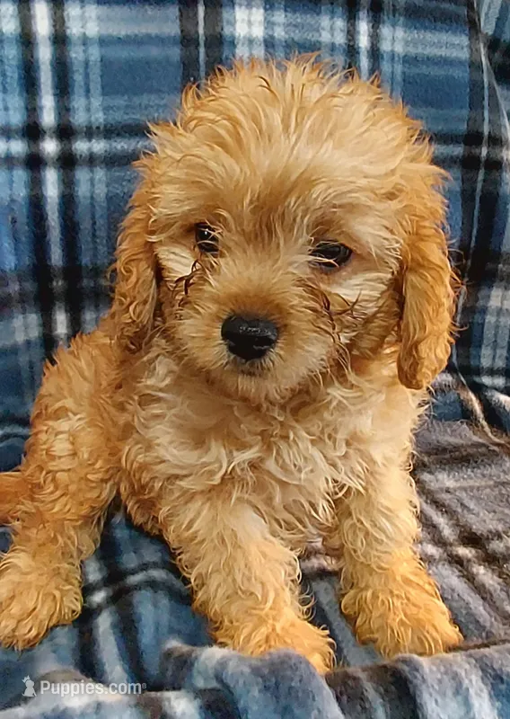 Shelton – Cavapoo puppy for sale in Purdy, MO