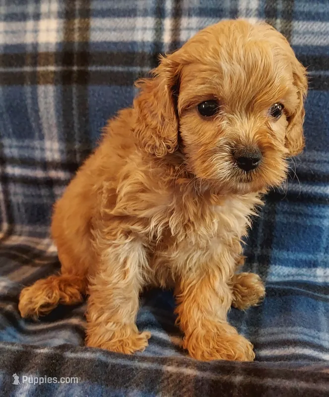 Rush – Cavapoo puppy for sale in Purdy, MO