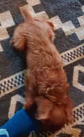 Ruth, a female Cavalier King Charles Spaniel for sale in Purdy, MO – 3 of 5