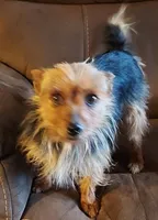 Little bit, a female Yorkshire Terrier for sale in Purdy, MO – Photo 3 of 4