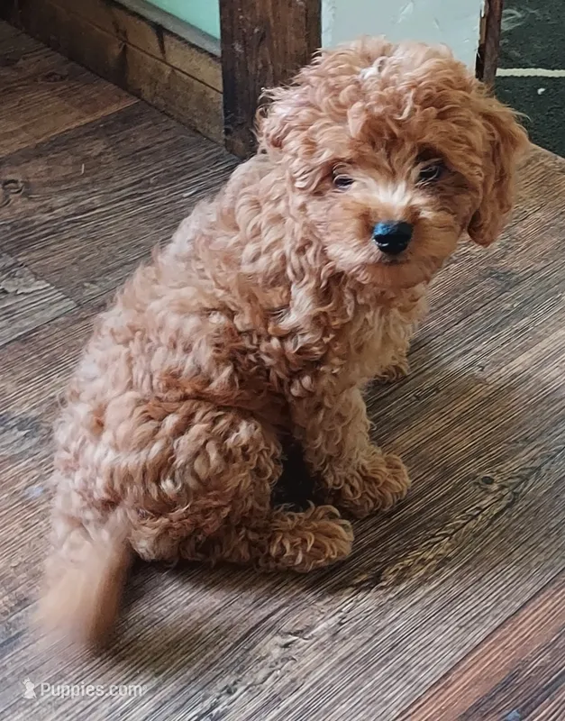 Shadow – Cavapoo puppy for sale in Purdy, MO