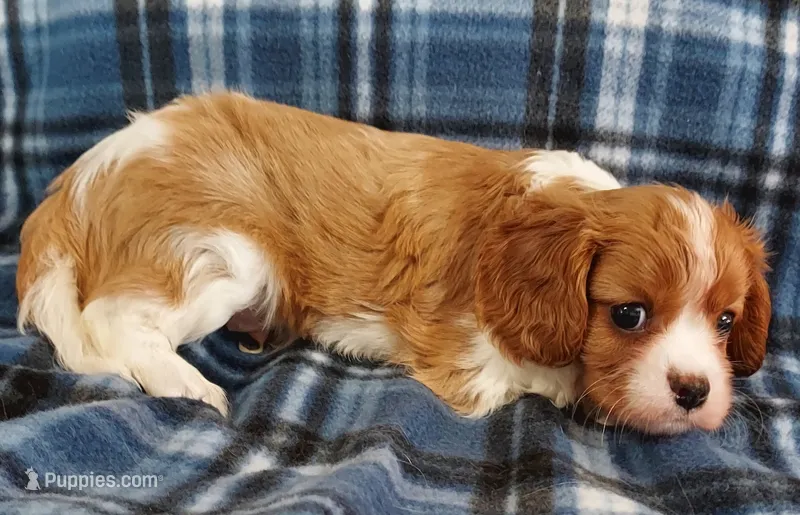 Russ – Cavalier King Charles Spaniel puppy for sale in Purdy, MO