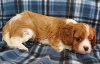 Russ, a male Cavalier King Charles Spaniel for sale in Purdy, MO – 3 of 7