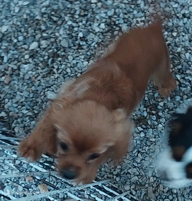 Webb – Cavalier King Charles Spaniel puppy for sale in Purdy, MO