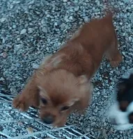 Webb, a male Cavalier King Charles Spaniel for sale in Purdy, MO – 1 of 2