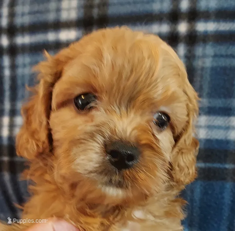Rush – Cavapoo puppy for sale in Purdy, MO