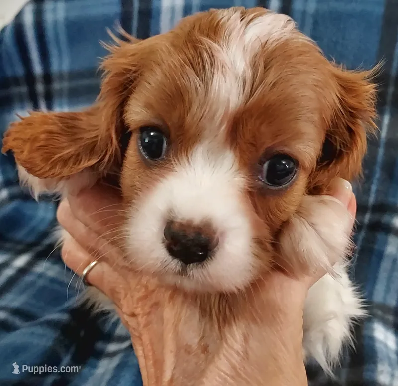Russ, a male Cavalier King Charles Spaniel for sale in Purdy, MO – 1 of 7