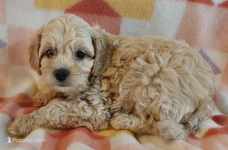 Luna – Cavapoo puppy for sale in Purdy, MO