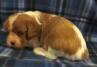 Russ, a male Cavalier King Charles Spaniel for sale in Purdy, MO – 4 of 7