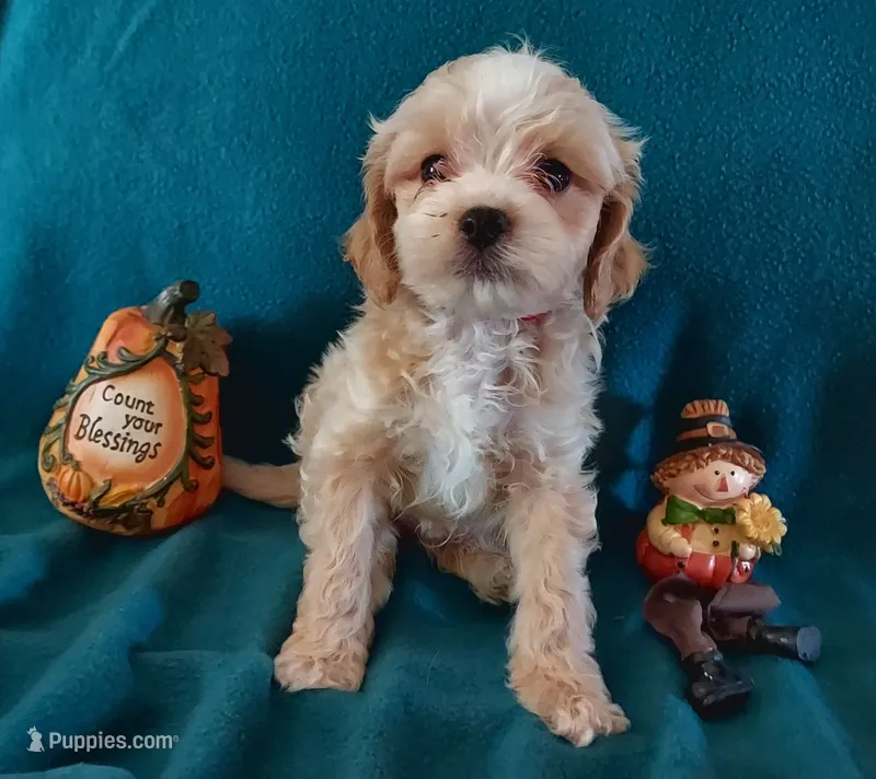 Rufus – Cavapoo puppy for sale in Purdy, MO