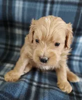 Rush, a male Cavapoo for sale in Purdy, MO – Photo 4 of 6
