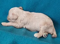 Rufus, a male Cavapoo for sale in Purdy, MO – Photo 2 of 2