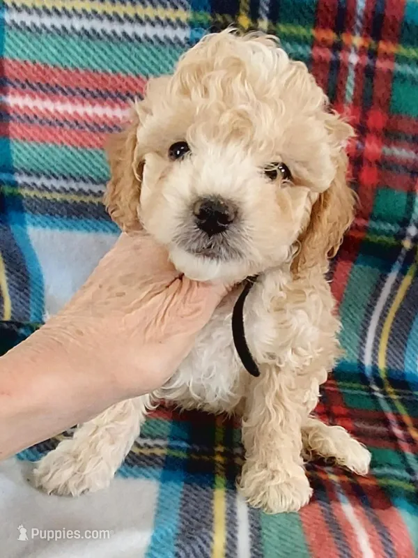 Rush – Cavapoo puppy for sale in Purdy, MO