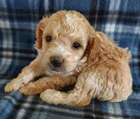Rush, a male Cavapoo for sale in Purdy, MO – Photo 3 of 6