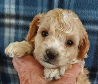 Rush, a male Cavapoo for sale in Purdy, MO – Photo 1 of 6