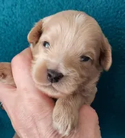 Rufus, a male Cavapoo for sale in Purdy, MO – Photo 1 of 2