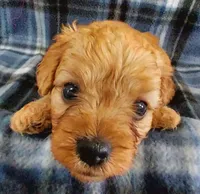 Sherlock, a male Cavapoo for sale in Purdy, MO – 2 of 3