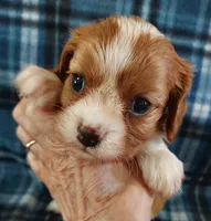 Russ, a male Cavalier King Charles Spaniel for sale in Purdy, MO – 7 of 7