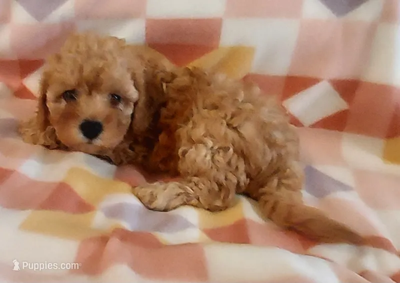 Shona – Cavapoo puppy for sale in Purdy, MO