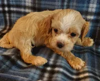 Rufus, a male Cavapoo for sale in Purdy, MO – 3 of 3