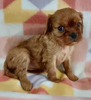 Ruth, a female Cavalier King Charles Spaniel for sale in Purdy, MO – 4 of 5