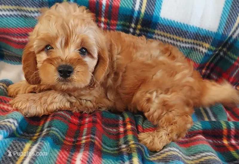 Shelton – Cavapoo puppy for sale in Purdy, MO
