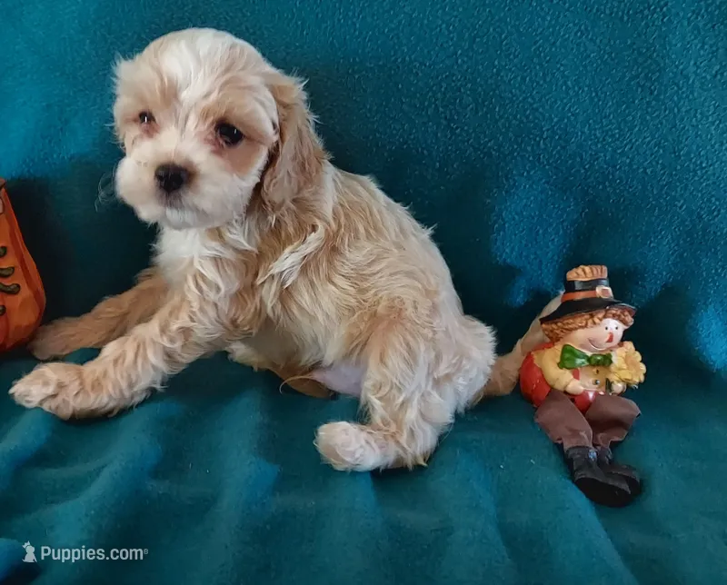 Rufus – Cavapoo puppy for sale in Purdy, MO