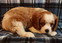 Jimmie, a male Cavalier King Charles Spaniel for sale in Purdy, MO – 2 of 5