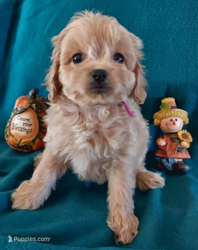 Lucille – Cavapoo puppy for sale in Purdy, MO