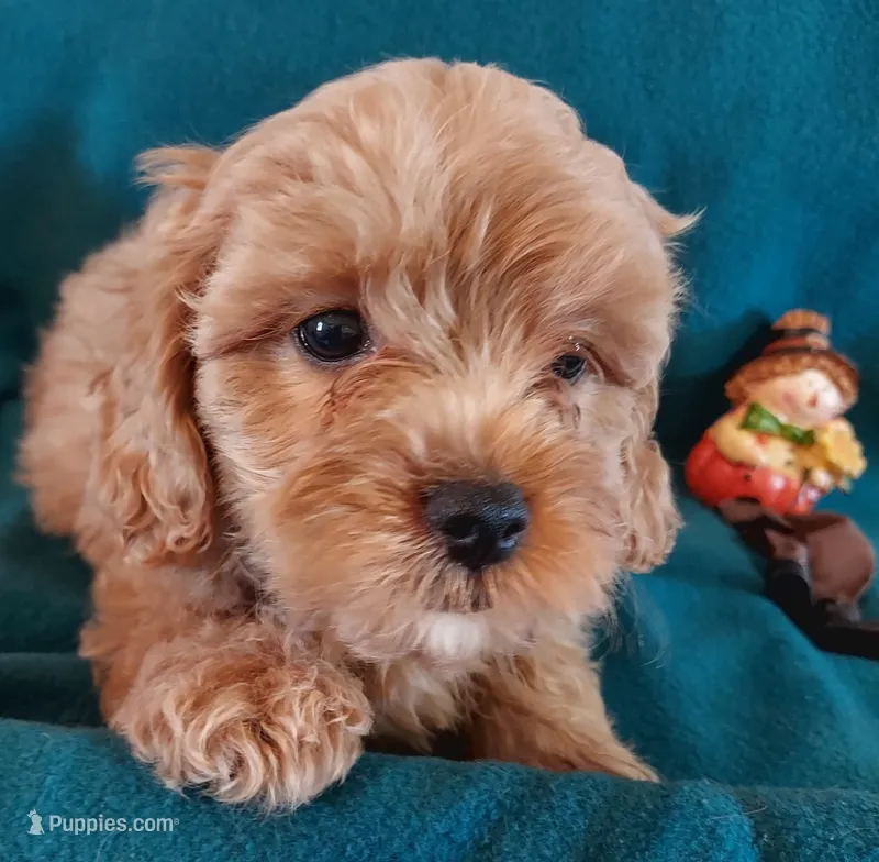 Rush – Cavapoo puppy for sale in Purdy, MO