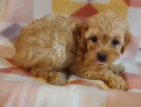 Lucille, a female Cavapoo for sale in Purdy, MO – 2 of 4