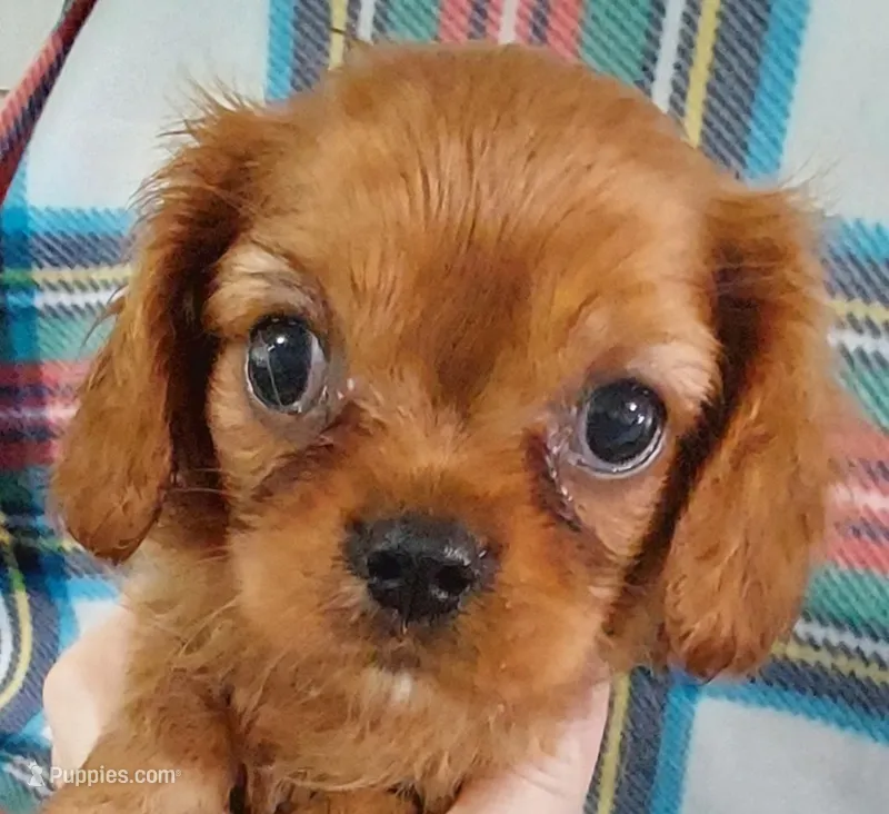 Ruth – Cavalier King Charles Spaniel puppy for sale in Purdy, MO