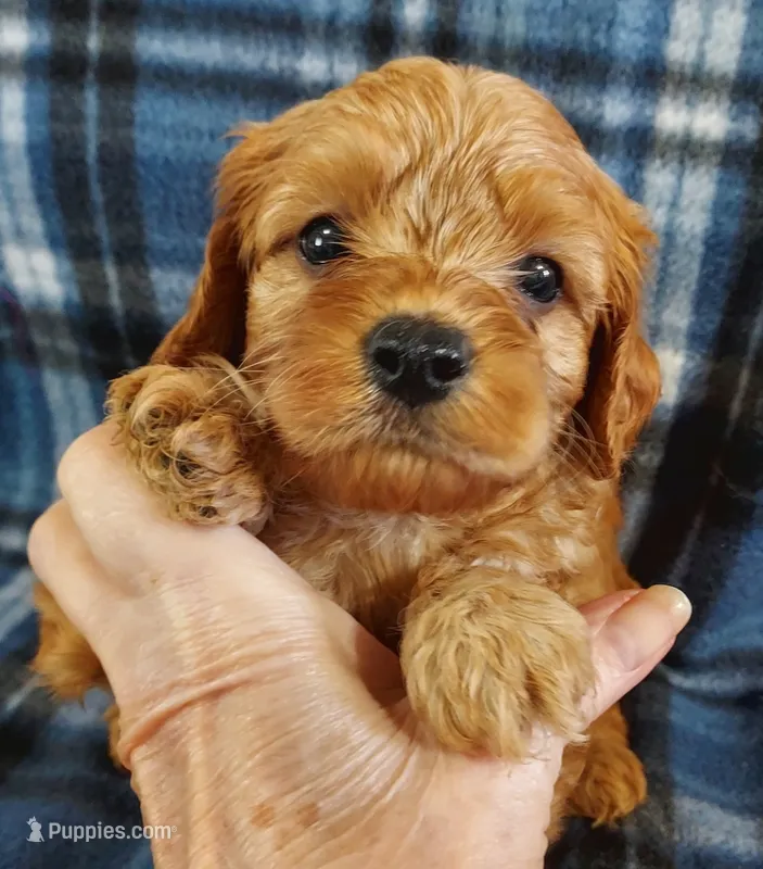 Shelton – Cavapoo puppy for sale in Purdy, MO