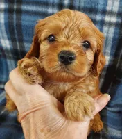 Shelton, a male Cavapoo for sale in Purdy, MO – 1 of 3