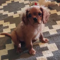 Ruth, a female Cavalier King Charles Spaniel for sale in Purdy, MO – 2 of 5