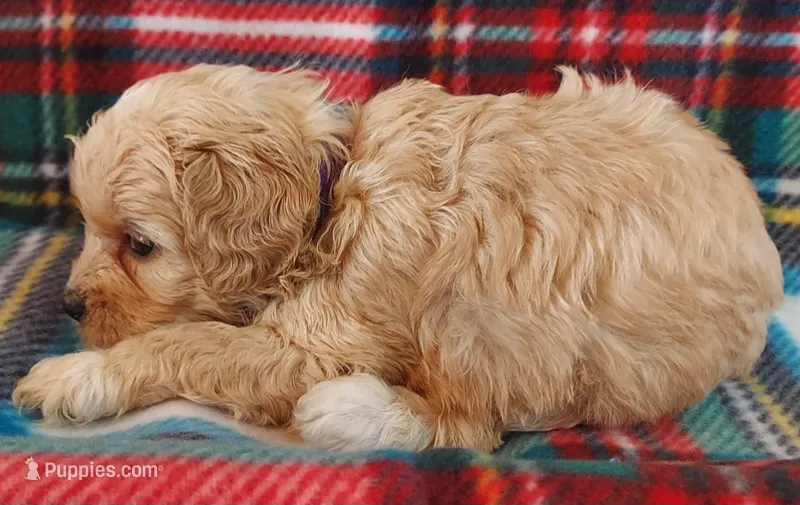 Lou – Cavapoo puppy for sale in Purdy, MO