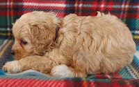 Lou, a female Cavapoo for sale in Purdy, MO – 2 of 3