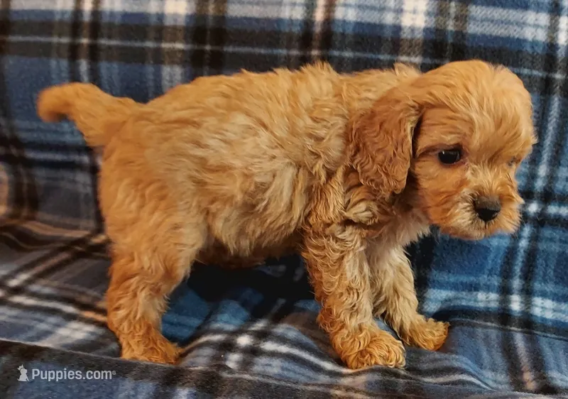 Rush – Cavapoo puppy for sale in Purdy, MO