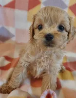 Luise, a female Cavapoo for sale in Purdy, MO – 2 of 4