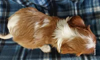 Russ, a male Cavalier King Charles Spaniel for sale in Purdy, MO – 5 of 7