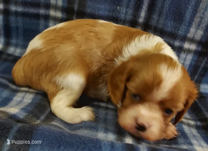 Russ – Cavalier King Charles Spaniel puppy for sale in Purdy, MO
